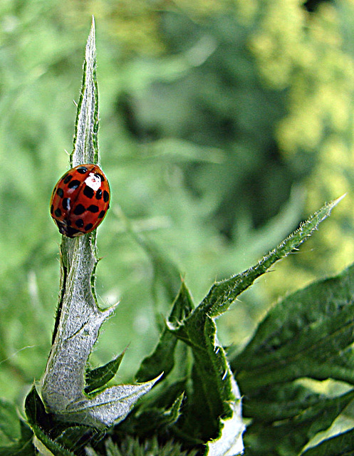 20090605_0299DSCw [D~LIP] Asiatischer Marienkäfer (Harmonia axyridis), Bad Salzuflen