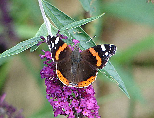 20050815 0041DSCw [D~LIP] Admiral (Vanessa atalanta), Schmetterlingsstrauch (Buddleja davidii 'Royal Red'), Bad Salzuflen