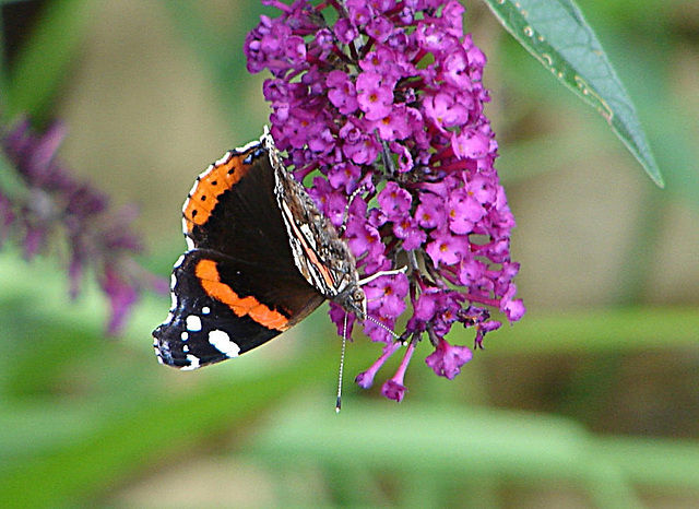 20050815 0046DSCw [D~LIP] Admiral (Vanessa atalanta), Schmetterlingsstrauch (Buddleja davidii 'Royal Red'), Bad Salzuflen