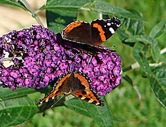 20050815 0042DSCw [D~LIP] Admiral (Vanessa atalanta), Kleiner Fuchs (Aglais utticae), Schmetterlingsstrauch (Buddleja davidii 'Royal Red'), Bad Salzuflen