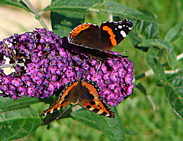 20050815 0042DSCw [D~LIP] Admiral (Vanessa atalanta), Kleiner Fuchs (Aglais utticae), Schmetterlingsstrauch (Buddleja davidii 'Royal Red'), Bad Salzuflen