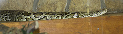 20090919 0754Aw [D-HF] Tigerpython (Python molurus), Herford