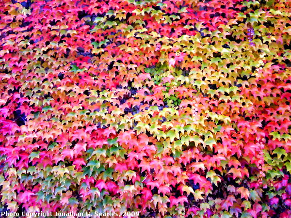 Fall Colors, Poricany, Bohemia (CZ), 2009