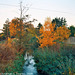 Fall Colors, Picture 2, Poricany, Bohemia (CZ), 2009