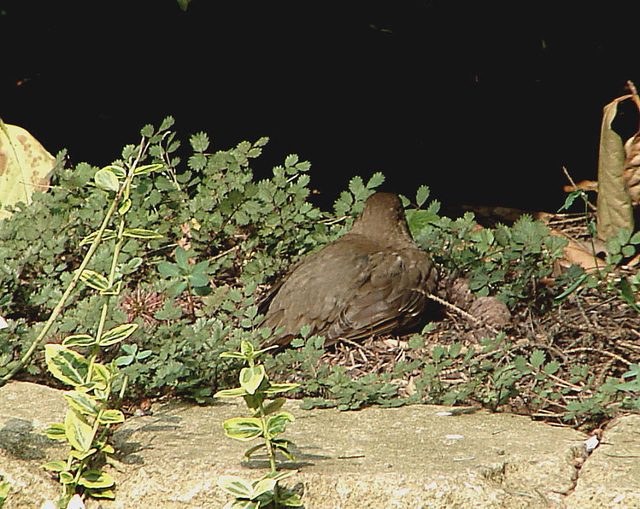 20090629 04256DSCw [D~LIP] Amsel [Schwarzdrossel] (Turdus merula) [w], Bad Salzuflen