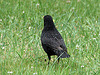 20090711 04267DSCw [D~LIP] Amsel [Schwarzdrossel] (Turdus merula) [m], Bad Salzuflen