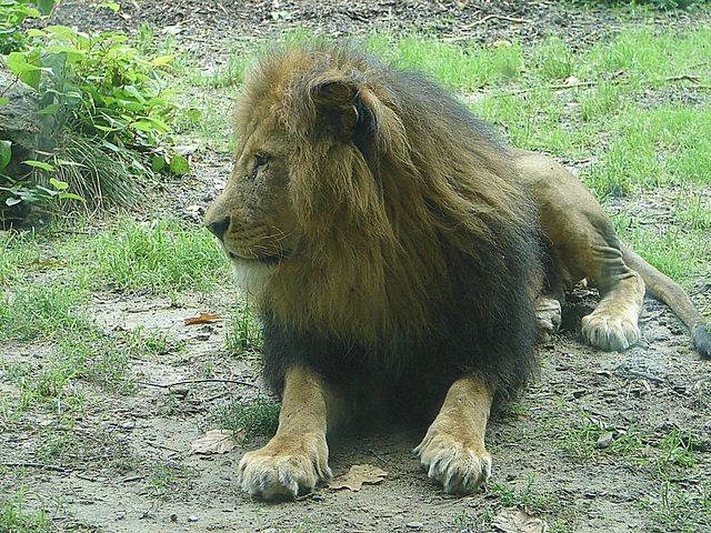 20060901 0613DSCw [D-DU] Löwe (Panthera leo), Zoo Duisburg