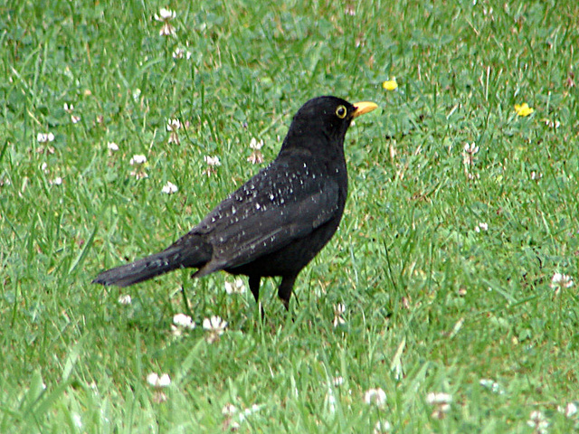 20090711 04268DSCw [D~LIP] Amsel [Schwarzdrossel] (Turdus merula) [m], Bad Salzuflen