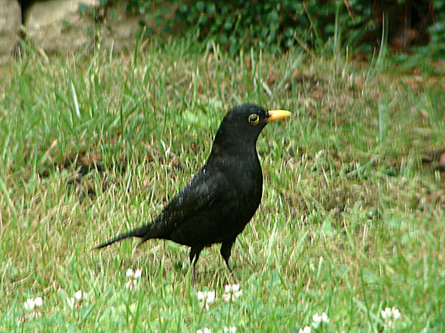 20090711 04269DSCw [D~LIP] Amsel [Schwarzdrossel] (Turdus merula) [m], Bad Salzuflen