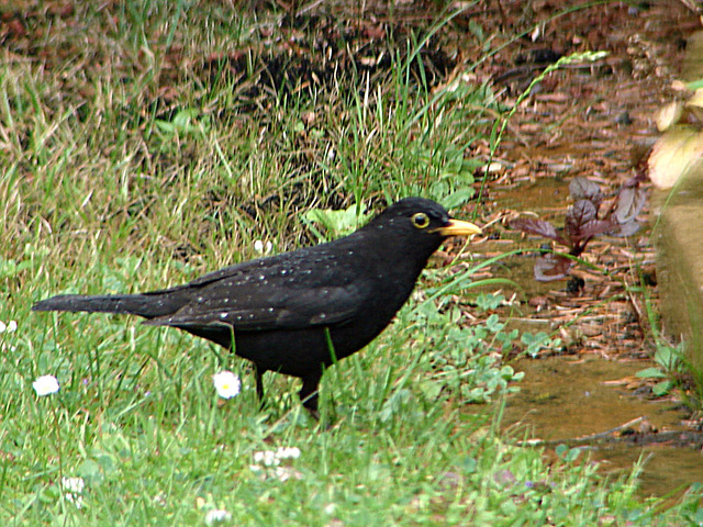 20090711 04271DSCw [D~LIP] Amsel [Schwarzdrossel] (Turdus merula) [m], Bad Salzuflen