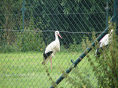 20060722 0584DSCw Weißstorch (Ciconia ciconia), Lügde-Elbrinxen