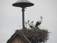 20060722 0579DSCw Weißstorch (Ciconia ciconia), Lügde-Elbrinxen