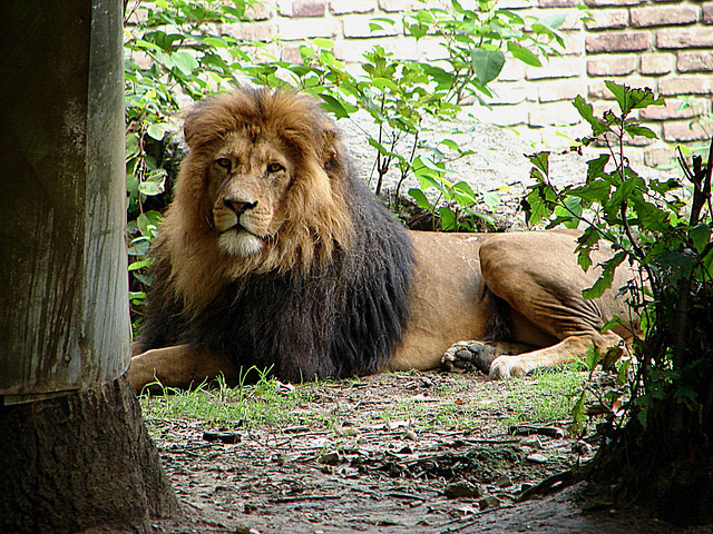 20060901 0612DSCw [D-DU] Löwe (Panthera leo), Zoo Duisburg