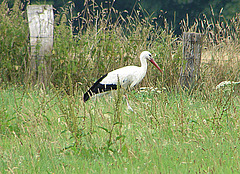 20060722 0580DSCw Weißstorch (Ciconia ciconia), Lügde-Elbrinxen