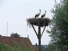 20060722 0586DSCw Weißstorch (Ciconia ciconia), Lügde-Elbrinxen