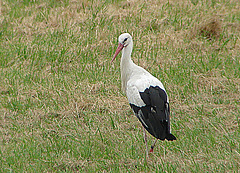 20060722 0581DSCw Weißstorch (Ciconia ciconia), Lügde-Elbrinxen