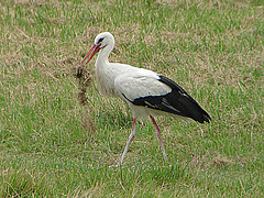 20060722 0582DSCw Weißstorch (Ciconia ciconia), Lügde-Elbrinxen