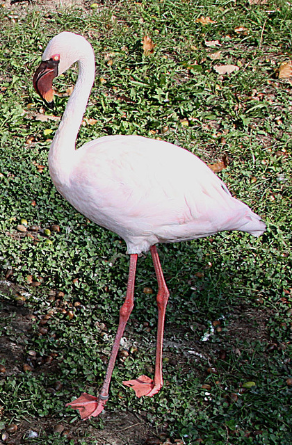 20090919 0763Aw [D-HF] Zwergflamingo (Phoeniconaias minor), Herford