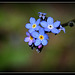 Myosotis sylvaticus (5)