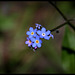Myosotis sylvaticus