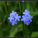 Myosotis sylvaticus (3)