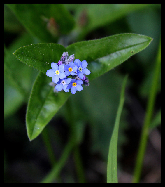 Myosotis sylvaticus (4)