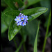 Myosotis sylvaticus (4)
