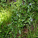 Myosotis sylvaticus (2)