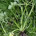 Ranunculus bulbosus