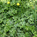 Ranunculus