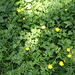 Ranunculus repens