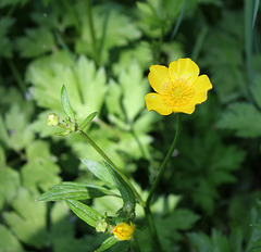 Ranunculus repens