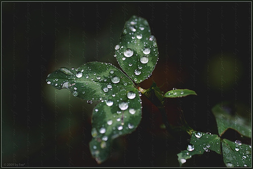 Raindrops