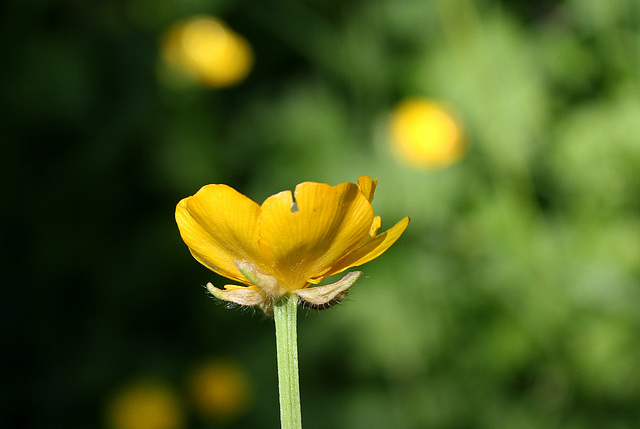 Ranunculus Repens