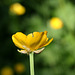 Ranunculus Repens