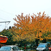 Fall Colors, Picture 2, Kralupy nad Vltavou, Bohemia (CZ), 2009