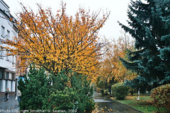 Fall Colors, Picture 3, Kralupy nad Vltavou, Bohemia (CZ), 2009