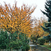 Fall Colors, Picture 3, Kralupy nad Vltavou, Bohemia (CZ), 2009