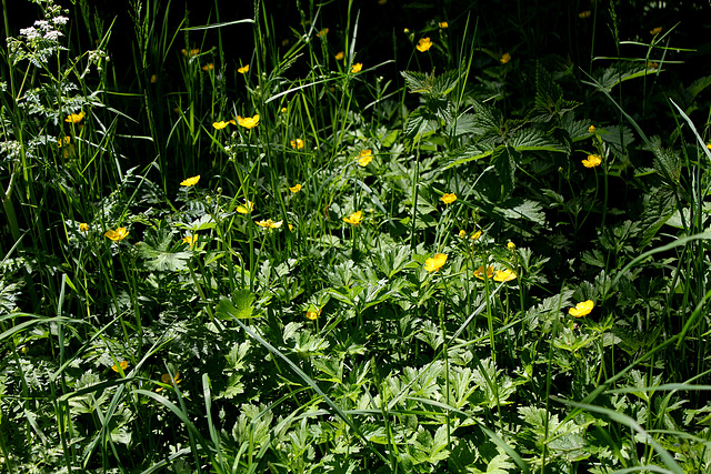 Ranunculus repens