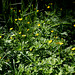Ranunculus repens