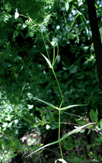 Stellaire holostée