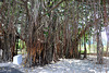 Banyan