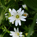 Stellaire holostée (3)