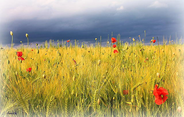 la tourmente des coquelicots