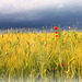 la tourmente des coquelicots