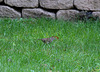 20090927 0815Aw [D~LIP] Heckenbraunelle (Prunella collaris), Bad Salzuflen