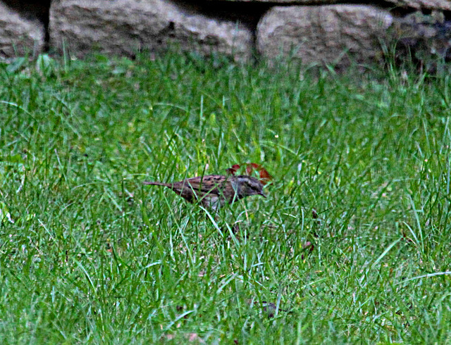 20090927 0816Aw [D~LIP] Heckenbraunelle (Prunella collaris), Bad Salzuflen