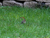 20090927 0817Aw [D~LIP] Heckenbraunelle (Prunella collaris), Bad Salzuflen