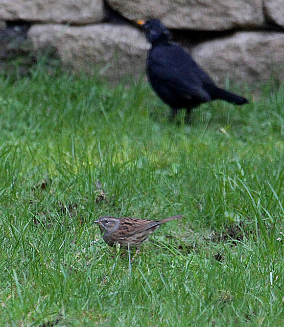 20090927 0819Aw [D~LIP] Heckenbraunelle (Prunella collaris), Amsel [Schwarzdrossel] (Turdus merula) [m],  Bad Salzuflen