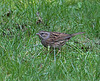 20090927 0820Aw [D~LIP] Heckenbraunelle (Prunella collaris), Bad Salzuflen